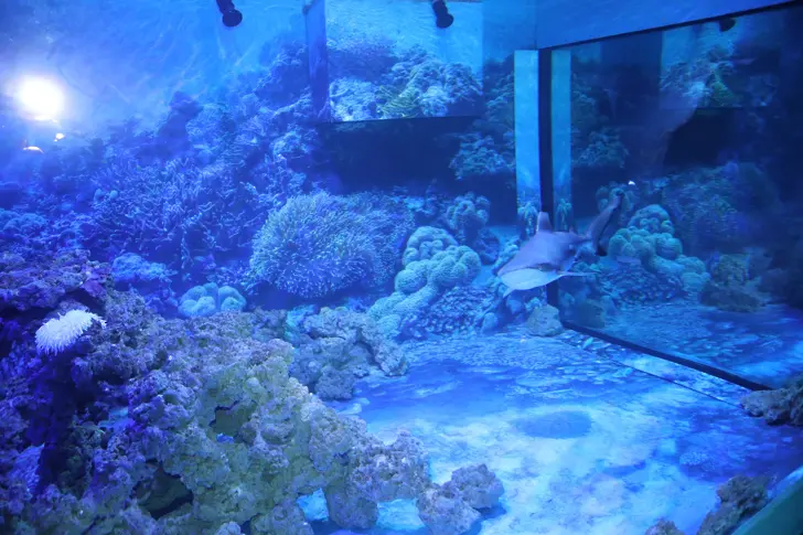 Най-големият 3D соленоводен аквариум в България очаква малките посетители в Природонаучния музей 