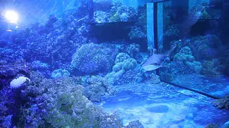 Най-големият 3D соленоводен аквариум в България очаква малките посетители в Природонаучния музей 