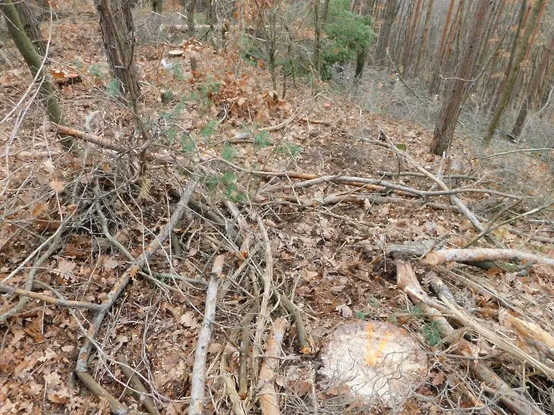 Незаконна сеч на 66 дървета разследват в Златоград 
