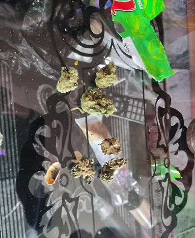 21 задържани в акция "Бяло" в Бургас