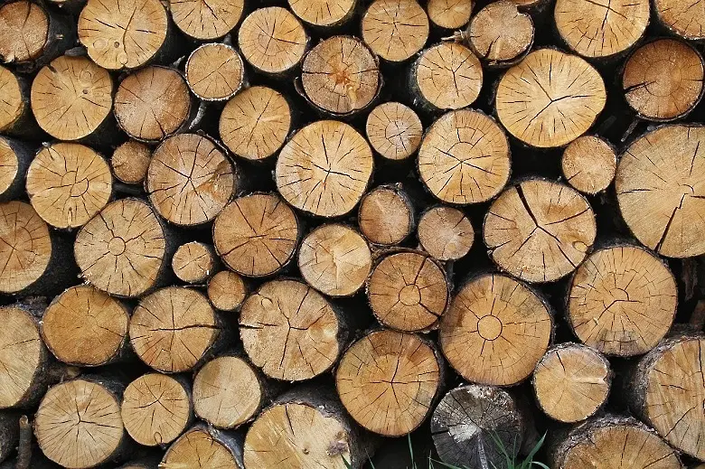 Установиха незаконен добив на дърва при проверка в Сливен