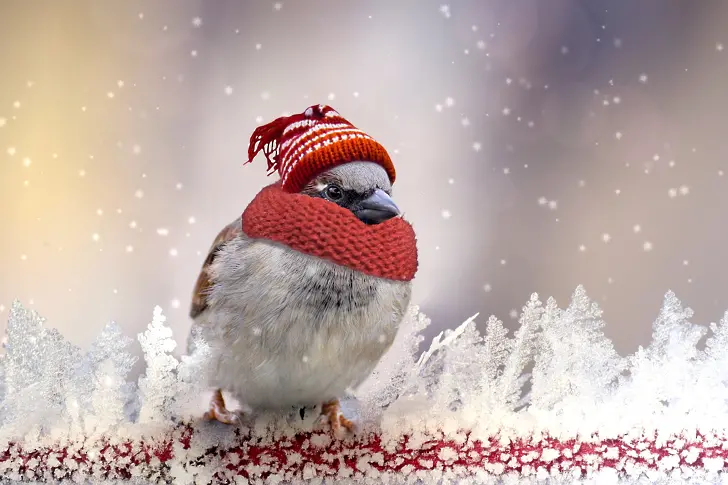 Зимен фестивал „Шабла и птиците“ ще се проведе този уикенд в Шабла