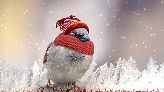 Зимен фестивал „Шабла и птиците“ ще се проведе този уикенд в Шабла