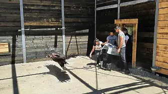 Черен лешояд убит от бракониери край Харманли