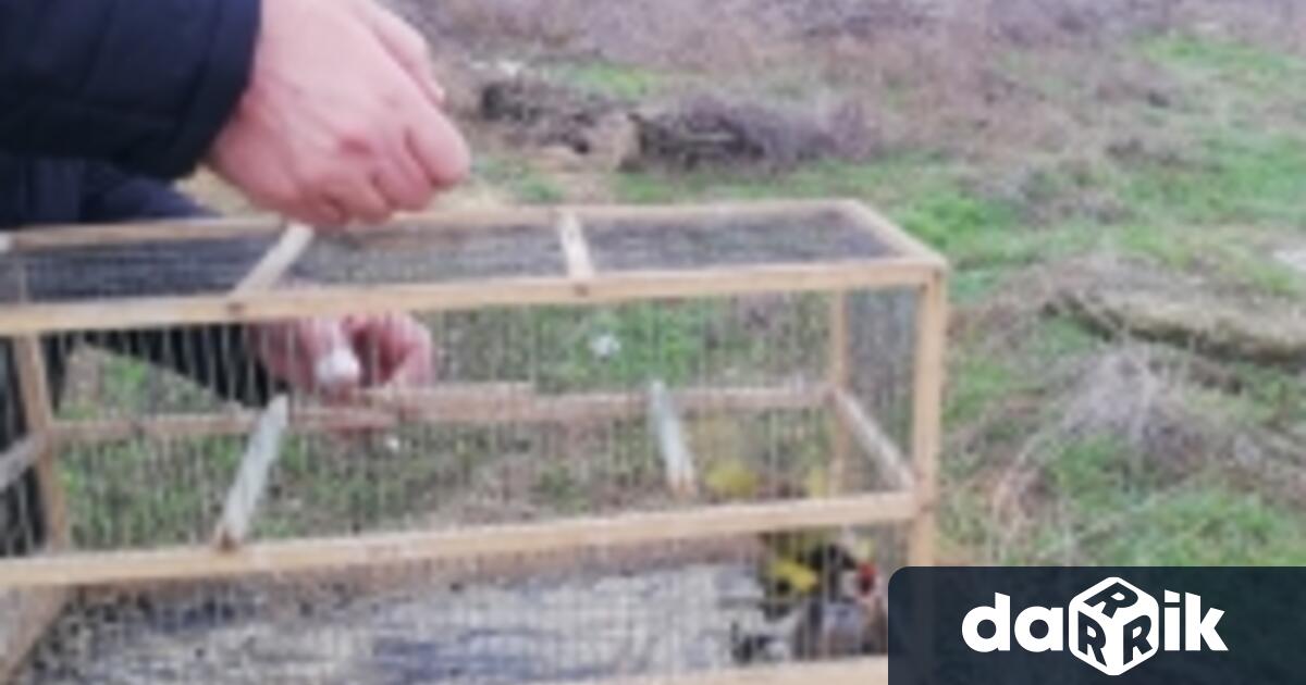 Диви пойни птици спасиха от РИОСВ – Пловдив при изненадваща