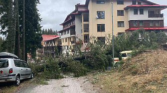 Паднали дървета в следствие на силен вятър затиснаха три коли