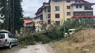 Паднали дървета затиснаха три коли в Пампорово 