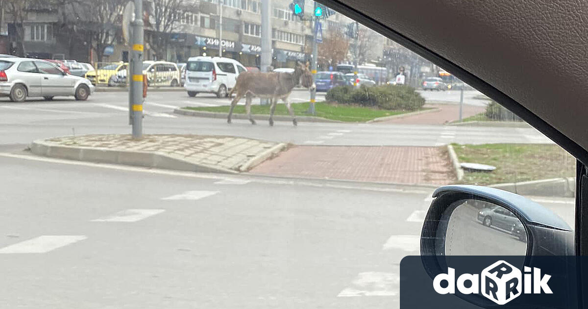 Свободно разхождащо се магаре беше засечено в широкия център на