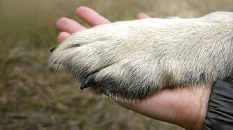 Денят 14 тидекември е професионален празник за всички ветеринарни специалисти На