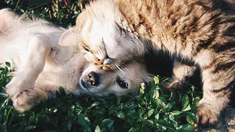 Ветеринарят пред Дарик: За рисковете от липса на гробище за любимци 