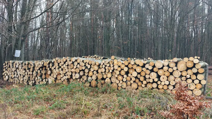 Над 109 000 кубика дърва за огрев са предоставени на физически лица в обхвата на „Северноцентрално държавно предприятие“ ДП Габрово