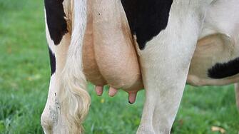 Вината за лошото качество на млечните продукти е на производителите