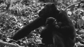 Наложило се е шведска зоологическа градина да застреля три шимпанзета
