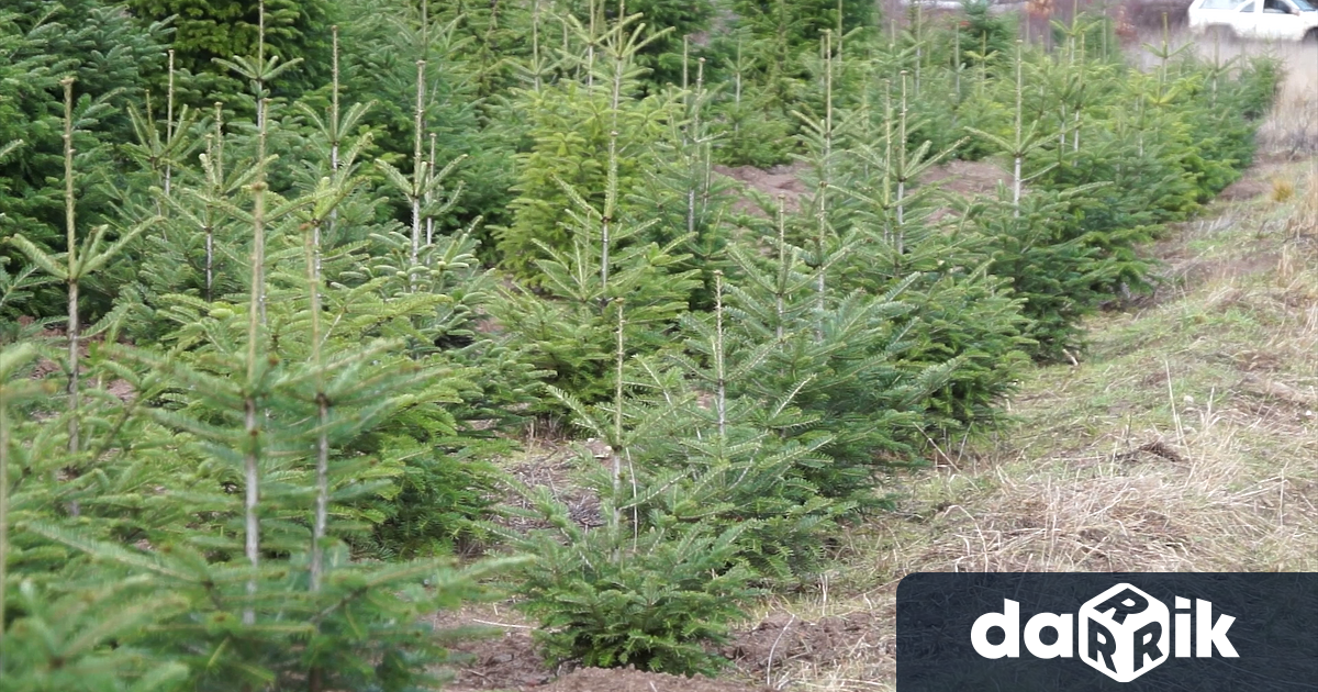 Традиционно от ДГС Дупница всяка година дават възможност да се