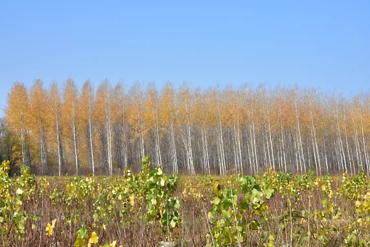 Държавните горски стопанства от СЗДП Враца започнаха ежегодното есенно залесяване с топола
