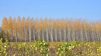 Държавните горски стопанства от СЗДП Враца започнаха ежегодното есенно залесяване с топола