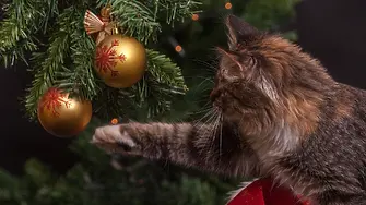 Ветеринари: Не прехранвайте домашните си любимци по празниците