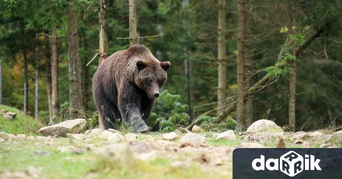 Четири сигнала за нападения от мечки през декември са постъпили