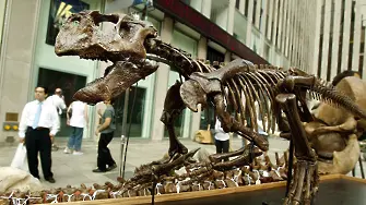 Откраднаха пръсти от скелет на динозавър по време на изложба в Италия (снимка)
