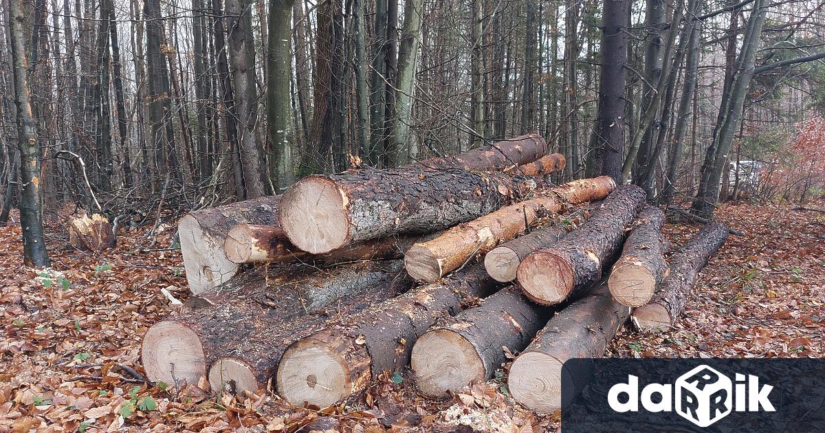 Близо 700 проверки са извършили горските от Северноцентрално държавно предприятие