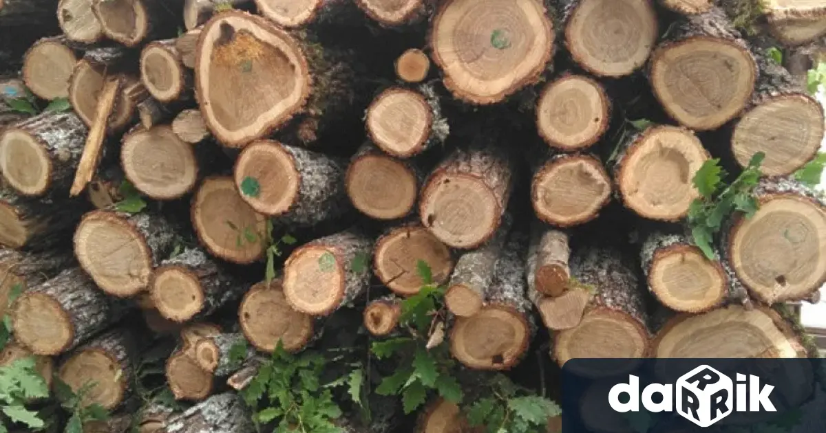 Откреха незаконна дървесина във врачанско село съобщиха от ОД на