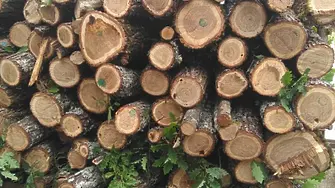 5 кубика незаконна дървесина намериха при проверка във врачанското с. Хърлец