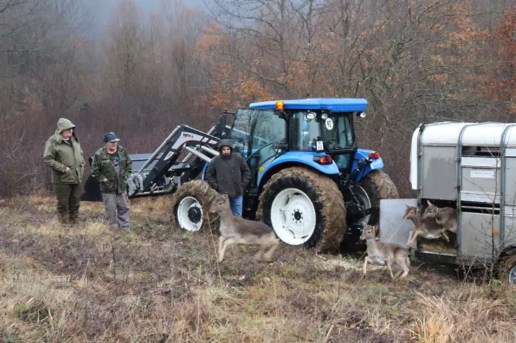 30 елени лопатари са настанени в защитена зона "Врачански Балкан"