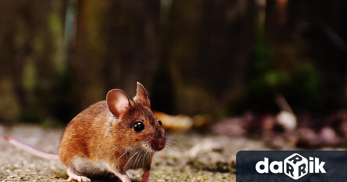 В Boston labs стари слепи мишки са възвърнали зрението си
