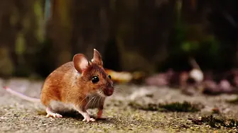 Учените подмладиха мишки. Могат ли да направят същото с хората?