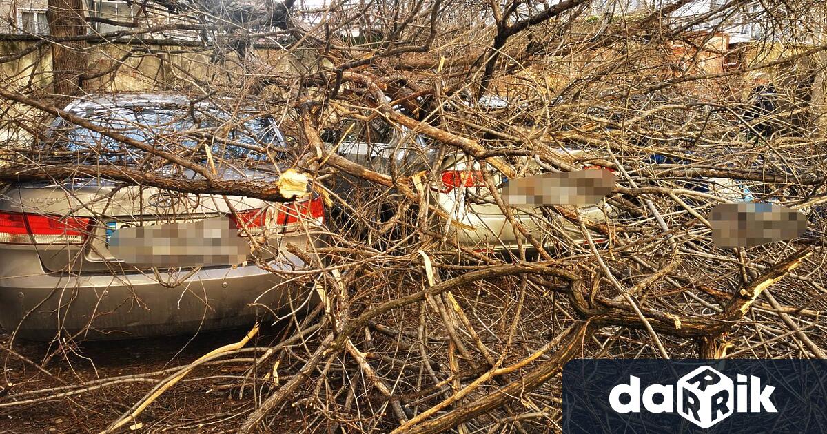 Силният вятър събори дърво в Пловдив което падна върху пейка