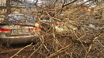 Дърво падна върху пейка с деца в Пловдив 