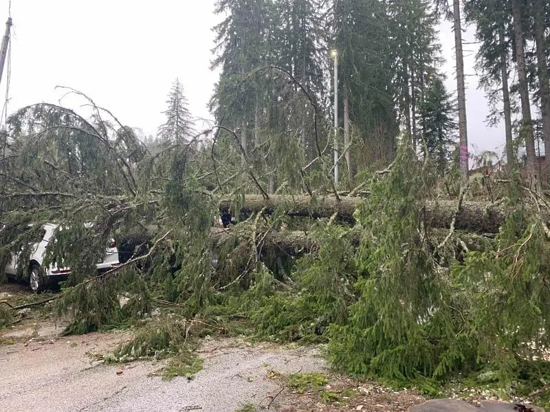 Паднали дървета заради бурния вятър в Смолянско, автомобил пострада в Пампорово