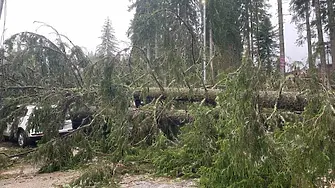 Паднали дървета заради бурния вятър в Смолянско, автомобил пострада в Пампорово