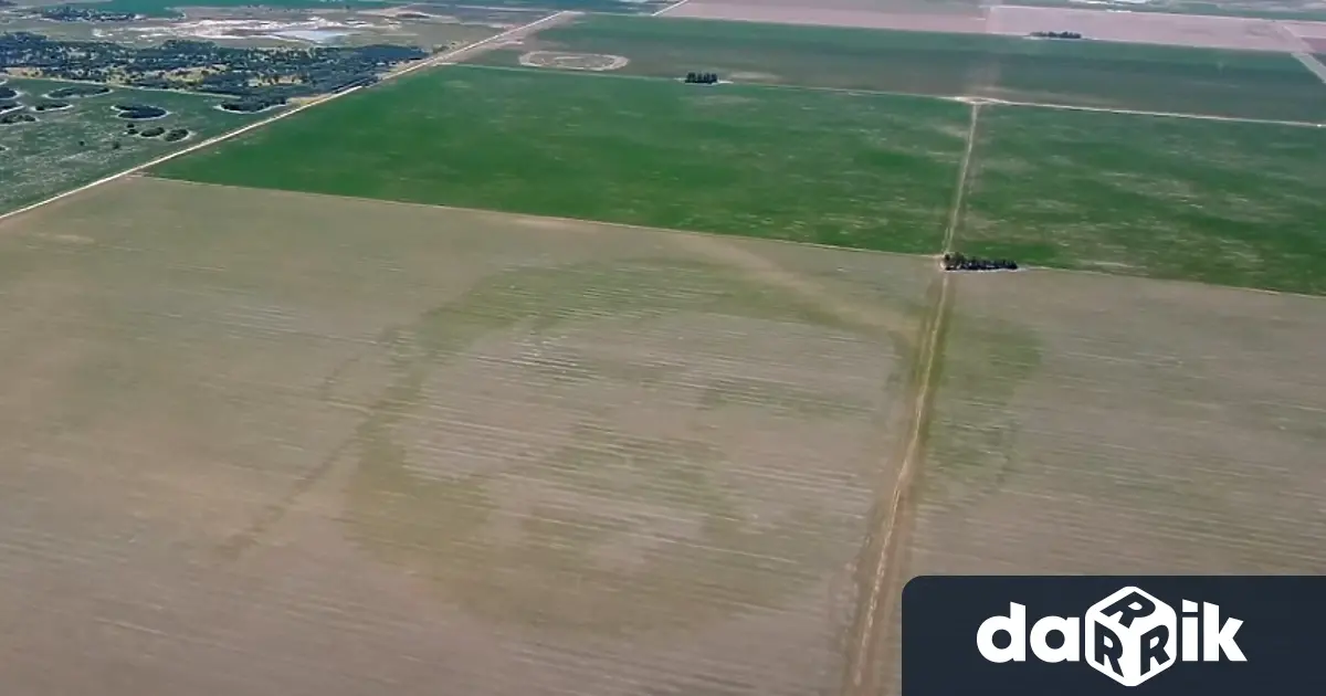 Аржентински фермер засади царевично поле по специален начин като успя