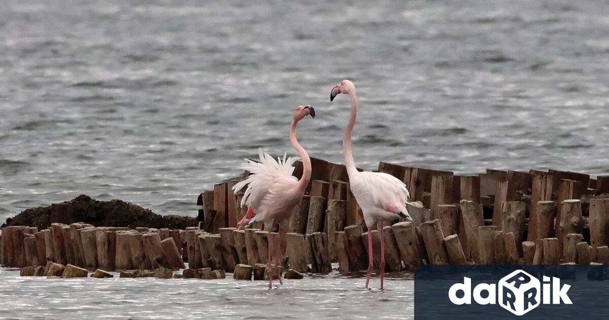 Рекорден брой от 2712 розови фламинги, базирани в Атанасовско езеро,