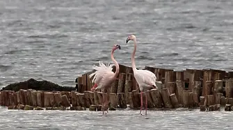 Рекорден брой розово фламинго у нас