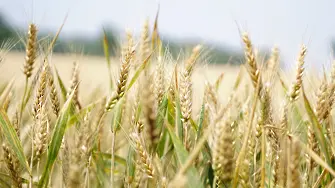Египет може да започне да плаща за пшеницата от Русия в рубли