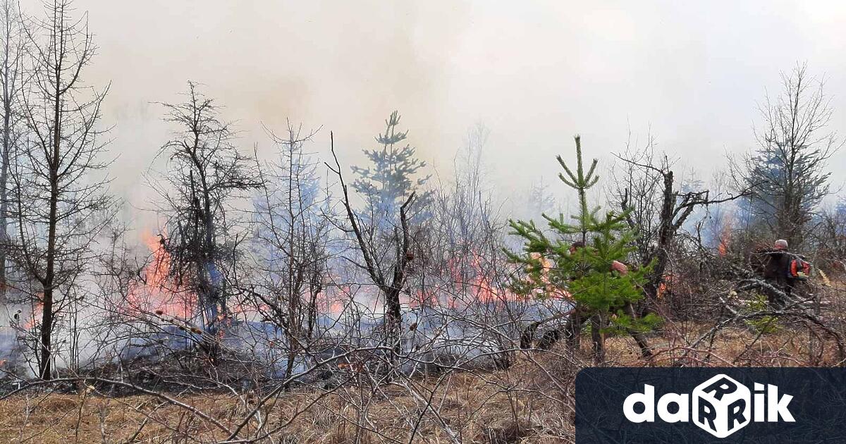 107 пожара възникнаха през 2022 г в държавните гори стопанисвани