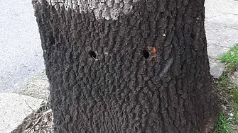 Пробиха и заляха с течност 60-годишно дърво в Сливен