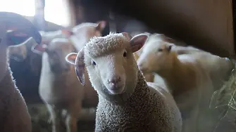 42-годишен мъж си спечели бързо производство за кражба на 2 овце
