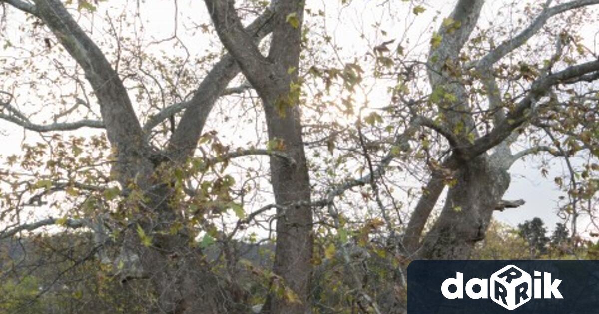 Вековен чинар във Варна спечели конкурса Дърво с коренДървото се