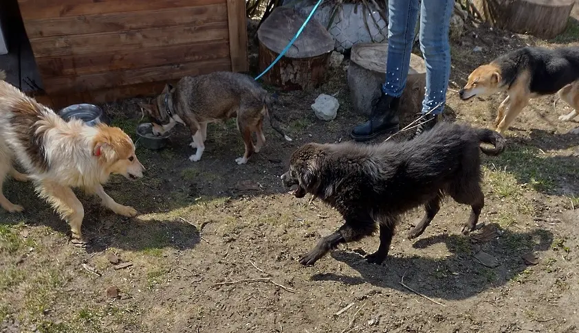Все повече са бездомните кучета във Варна 