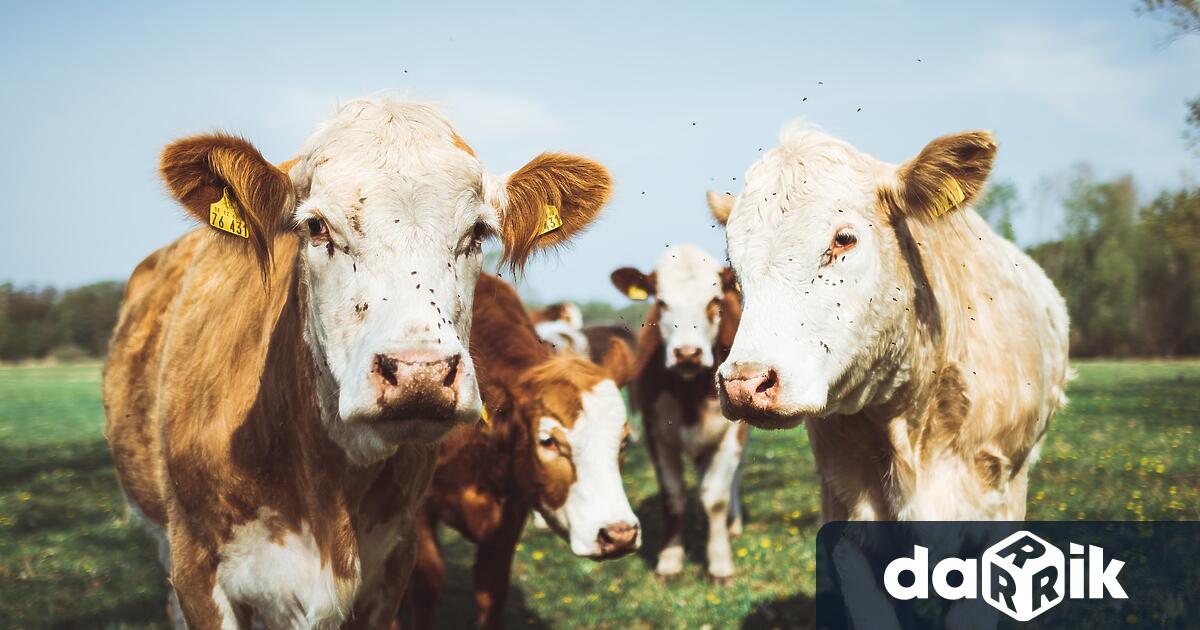 Китайски учени са клонирали успешно три супер крави“, способнида произвеждат