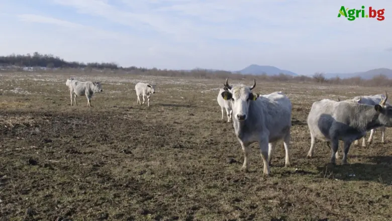 Как ще се подпомагат застрашените от изчезване говеда?