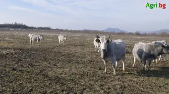 Как ще се подпомагат застрашените от изчезване говеда?