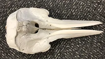 Летищни служители откриха череп на млад делфин в чанта (снимка)