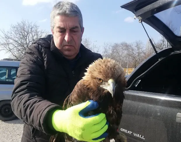 Спасиха пострадал от токов удар скален орел в района на Бачково