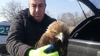 Спасиха пострадал от токов удар скален орел в района на Бачково