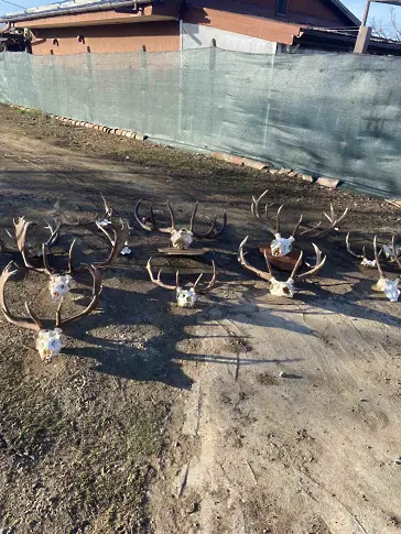 Откриха 50 трофея в акция срещу бракониери 