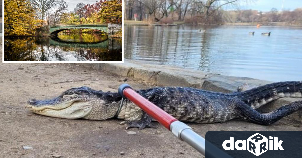Алигатор с дължина от 120 см беше заловен в езеро